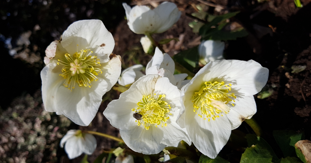 Christrose Helleborus niger