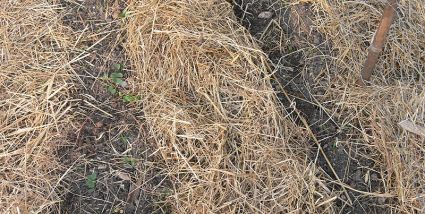 Biogarten Mulch Erbsen Möhren