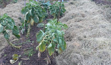 Biogarten Biogemüse Mulchgarten Winter Arbeiten Rosenkohl