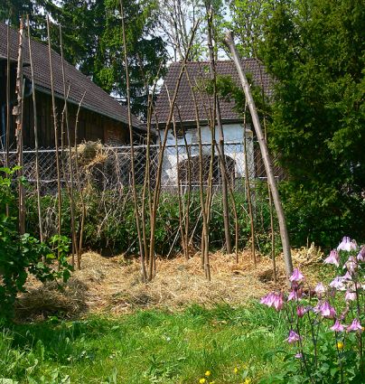 Biogarten Biogemüse Stangenbohnen Beet Mulchgarten