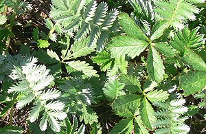 Wildkräuter Küche Garten Gänsefingerkraut