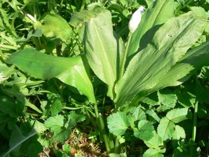 Wildkräuter Küche Garten Bärlauch