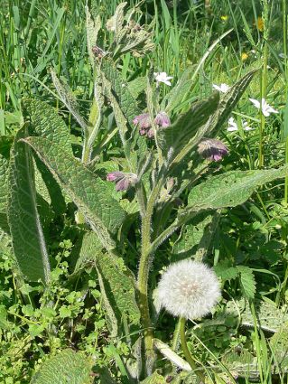 Wildkräuter Küche Garten Beinwell