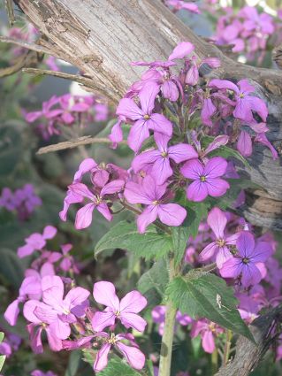 Wildkräuter Küche Garten Mondviole