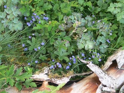 Wildkräuter Küche Garten Ehrenpreis