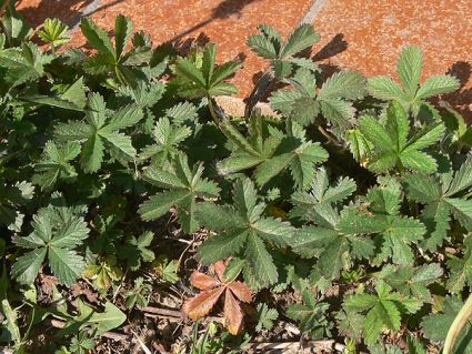 Wildkräuter Küche Garten Kriechendes Fingerkraut