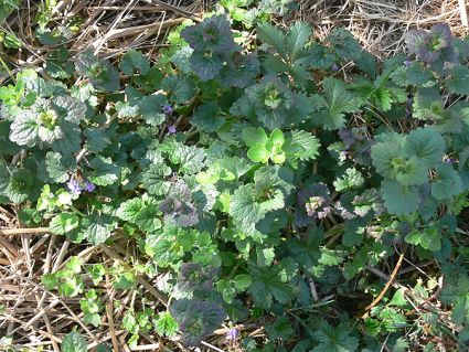 Wildkräuter Küche Garten Glechoma Gundelrebe