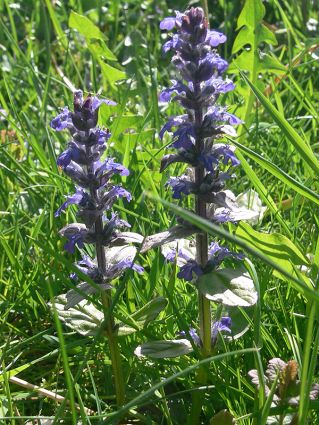 Wildkräuter Küche Garten Kriechender Günsel Ajuga