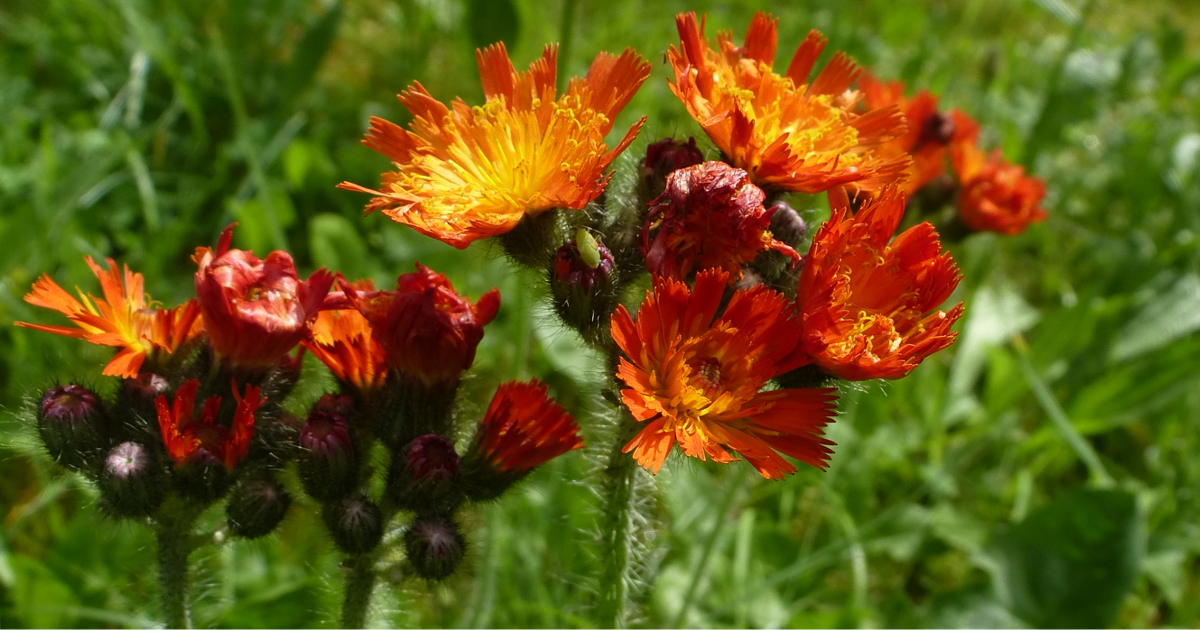 Stauden für den Naturgarten