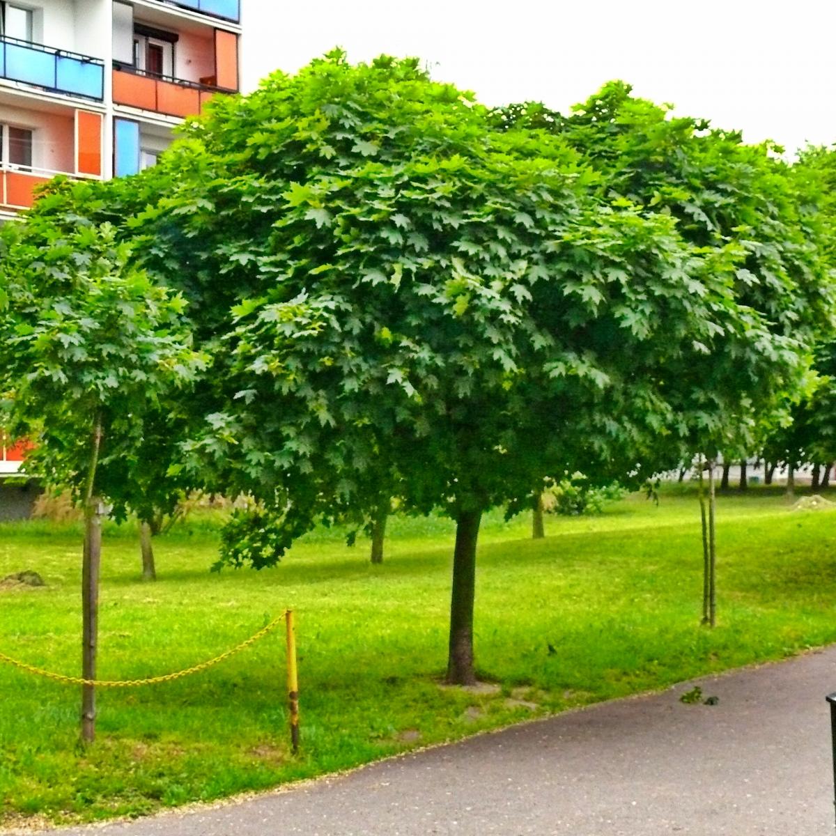 Kugelahorn (Acer platanoides 'Globosum') Zukunftsbaum