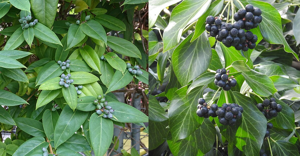 Lonicera henryi invasive Pflanze