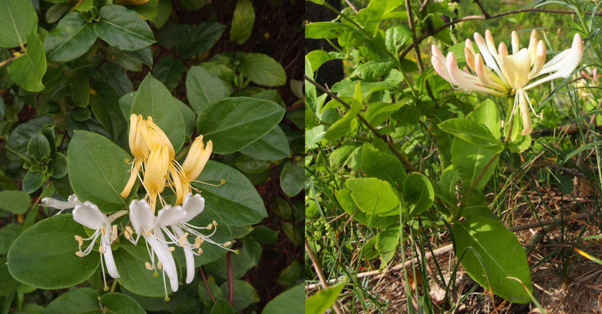 Lonicera japonica invasive Pflanze