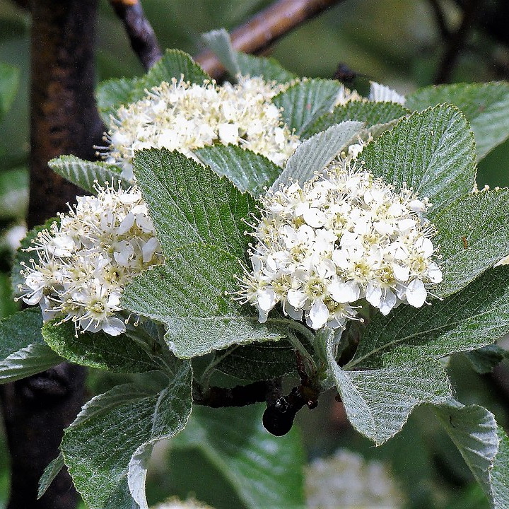 Mehlbeere - Sorbus aria  Zukunftsbaum