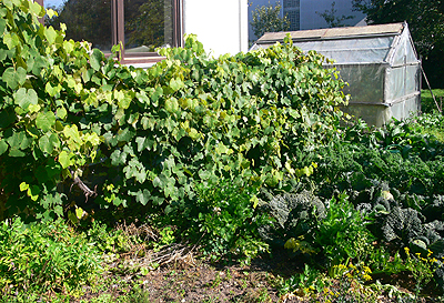 Weinstock alte Sorte aus dem Odenwald