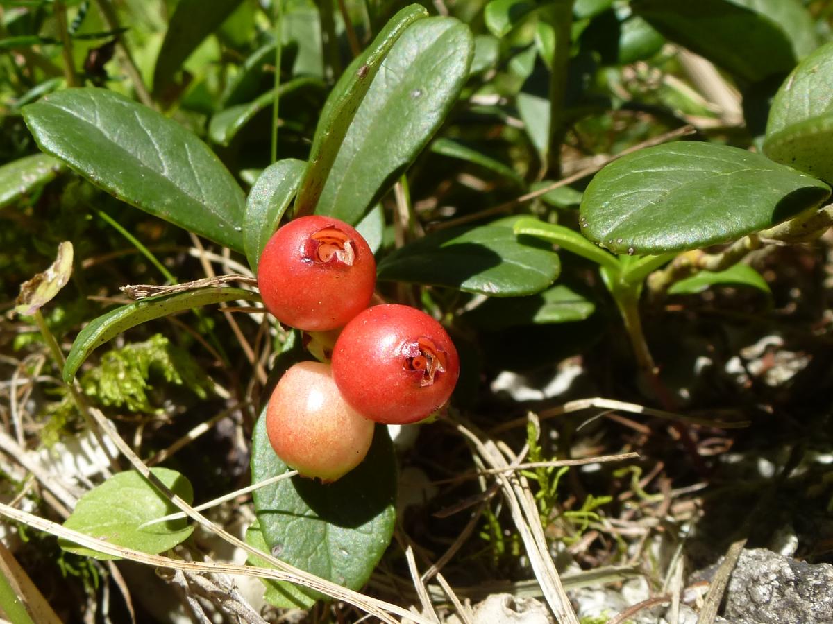 Preiselbeeren im Naschgarten Preiselbeeren im Naschgarten