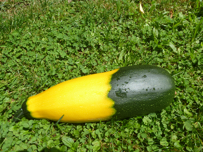 Rezept: Zucchini mit Linsen-Walnuss-Füllung