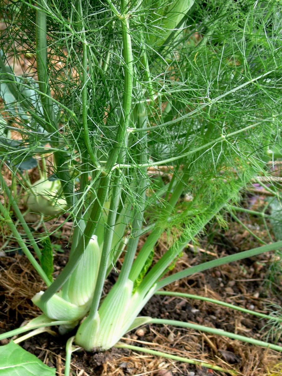 Nachtrieb vom Fenchel aus meinem Mulchgarten