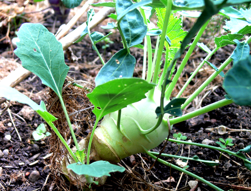 Nachtrieb vom Kohlrabi