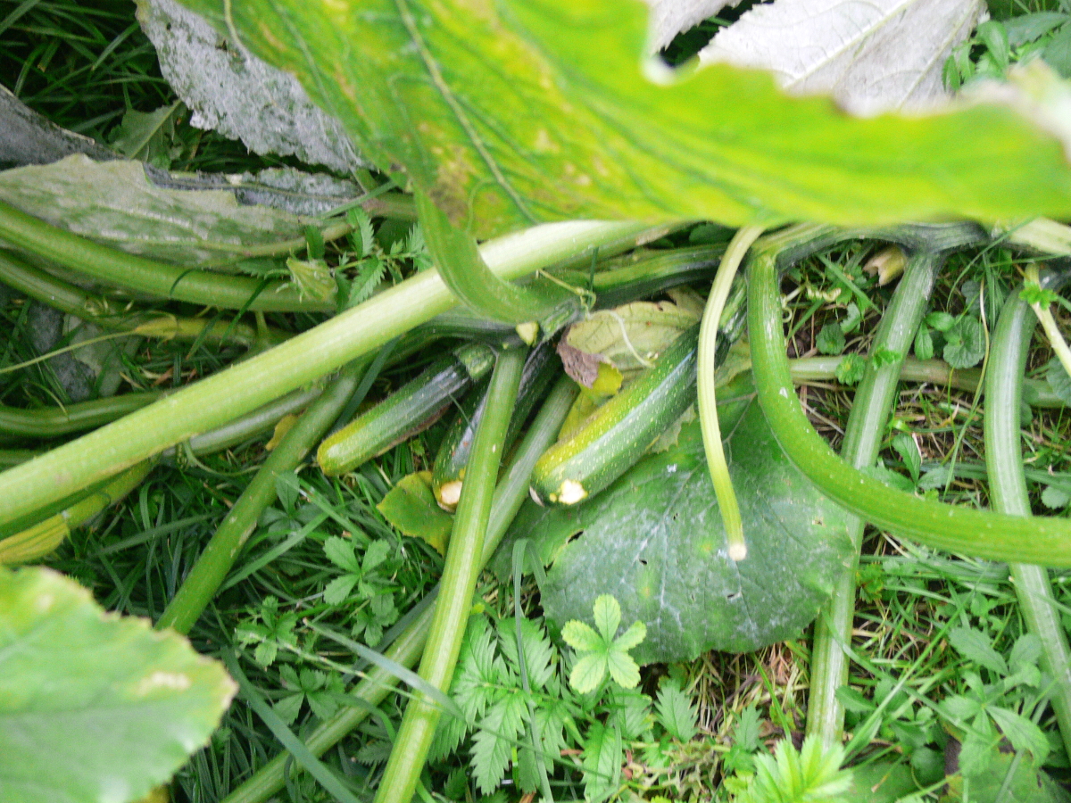 Zucchini mit Grauschimmel