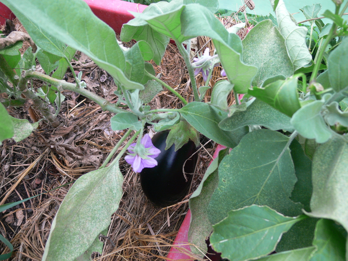 Aubergine mit roter Spinne