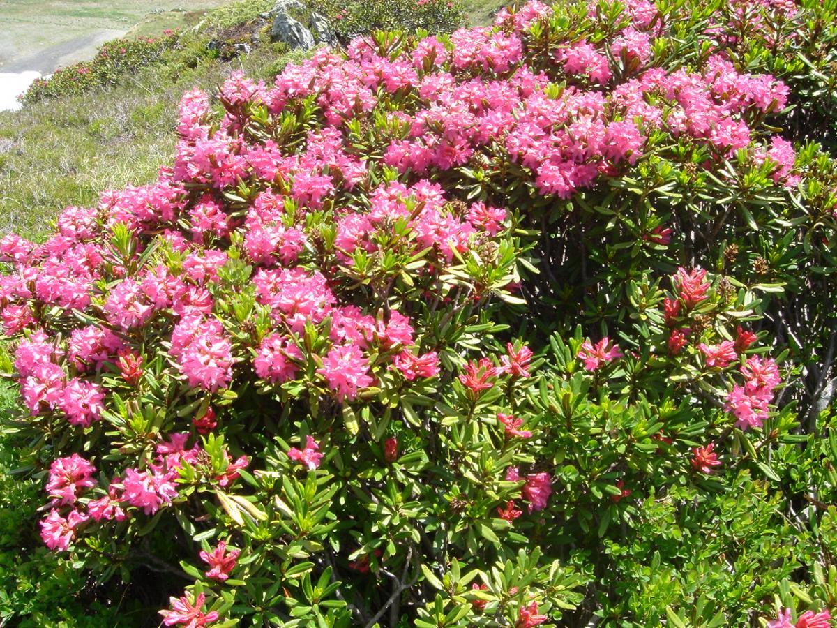 Rostblättrige Alpenrose (Rhododendron ferrugineum) im Garten