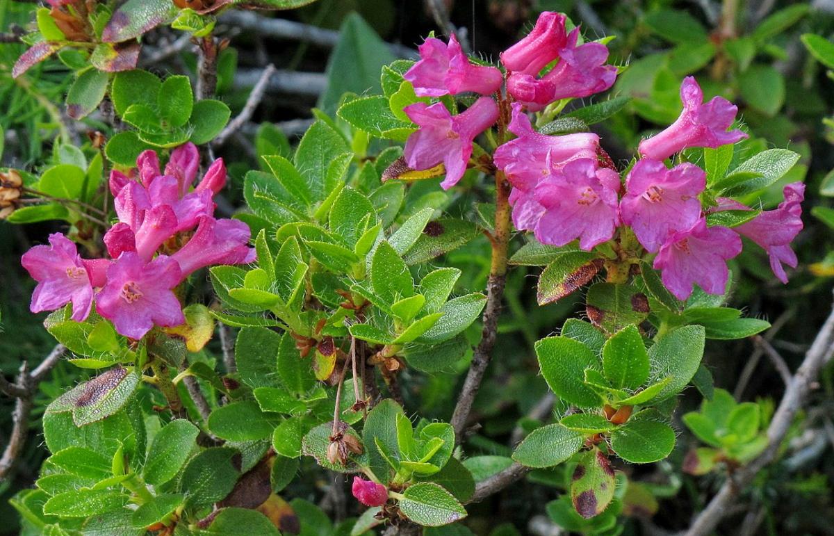 Bewimperte Alpenrose (Rhododendron hirsutum) 