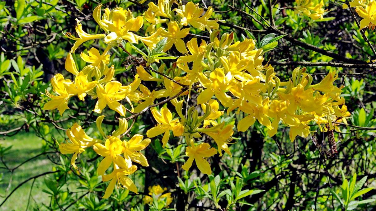 Laubwerfende Gelbe Azalee (Rhododendron luteum)