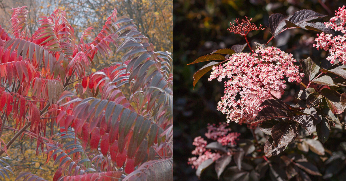 Rhus typhina invasive Pflanze