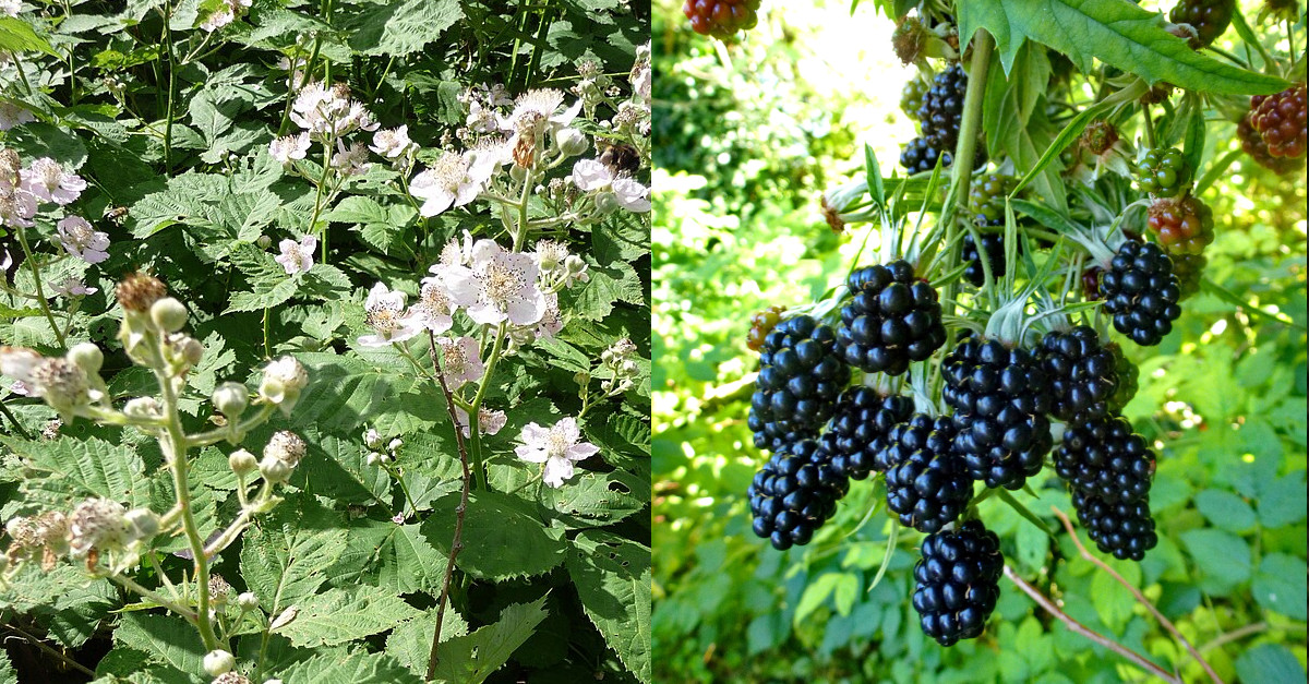 Rubus armeniacus invasive Pflanze