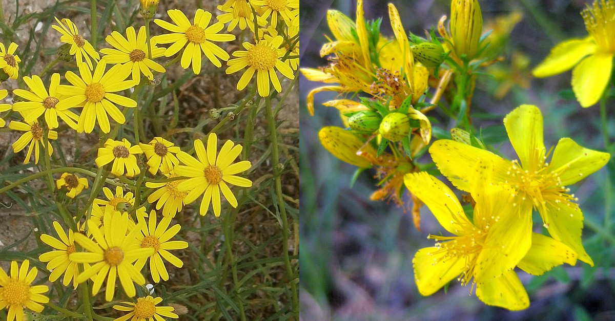 Senecio inaequidens invasive Pflanze