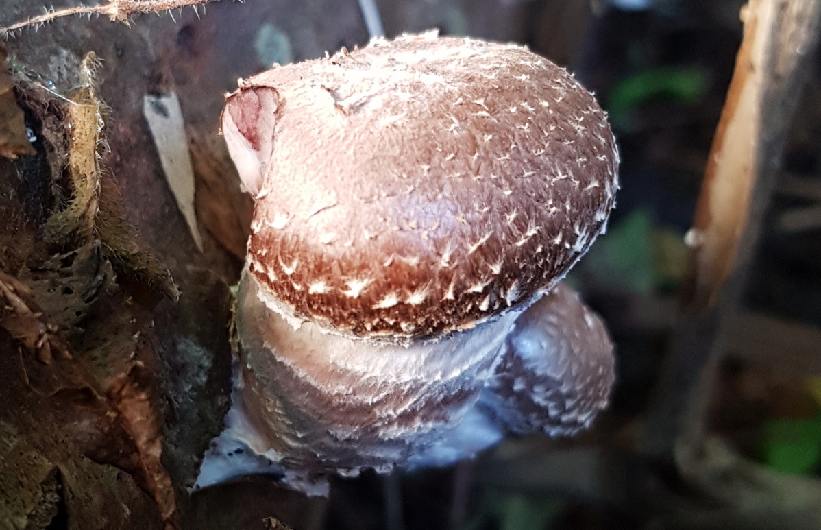 Kulturpilze auf Holzstämmen - Shiitake