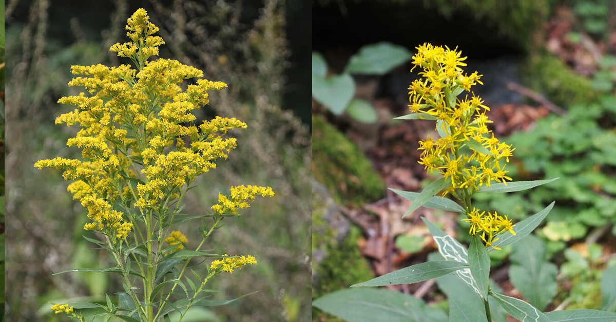 Solidago canadensis invasive Pflanze