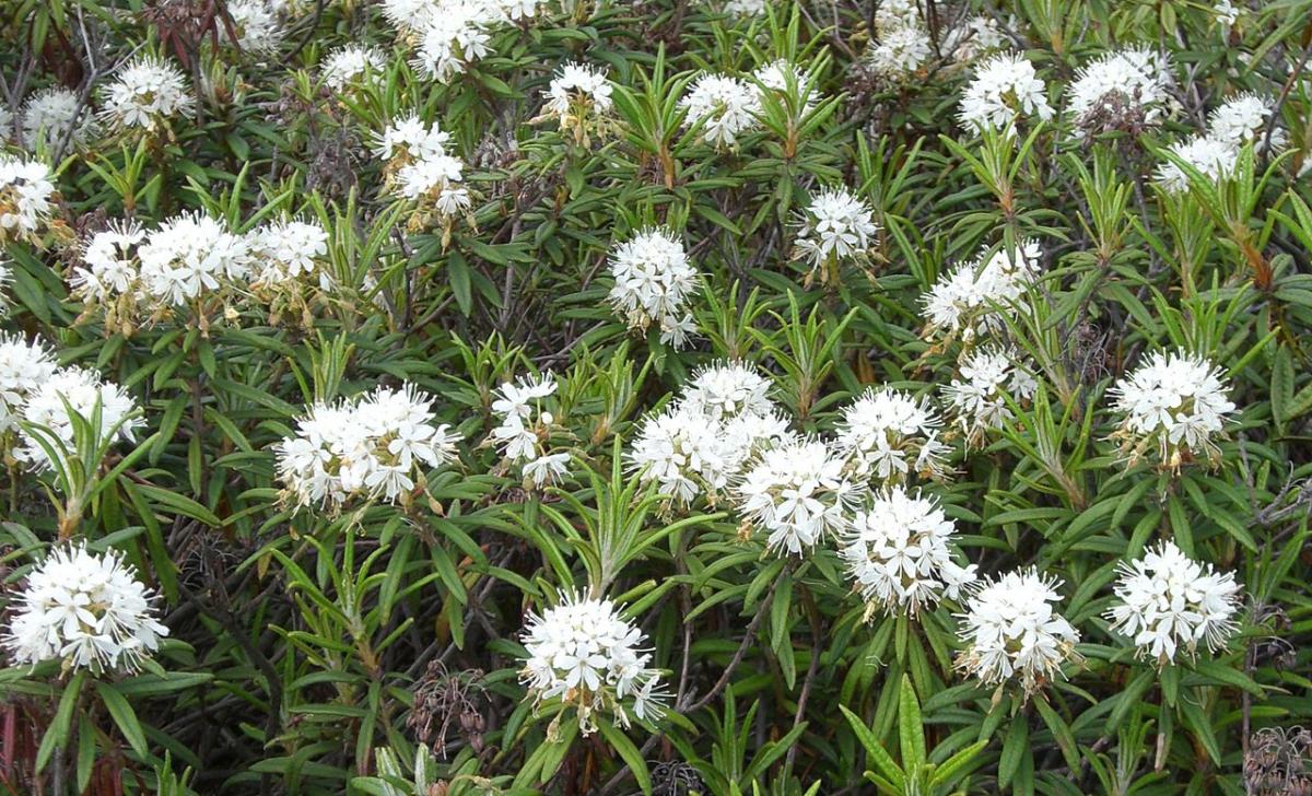 Sumpfporst  (Rhododendron tomentosum Stokes ex Harmaja)