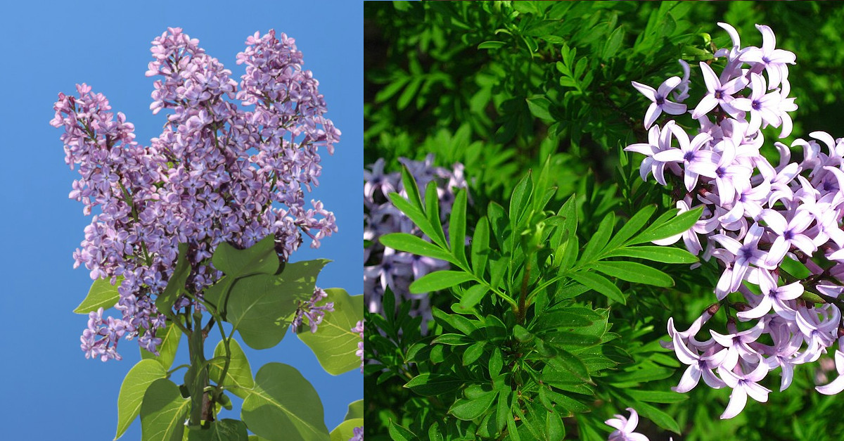 Syringa vulgaris invasive Pflanze